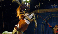 CIRCUS MONTANA CIRCUS MONTANA