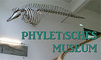 Phyletisches Museum